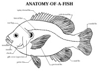 anatomy-of-a-fish